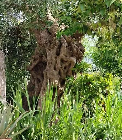 Bellino